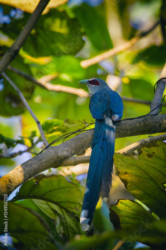 Image of bird perched on a tree branch. (Green-billed Malkoha, P photo