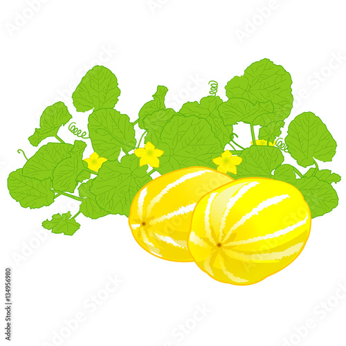 honeydew melon