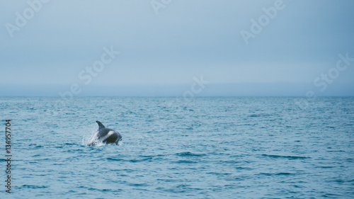 Marine life background - jumping dolphins in ocean