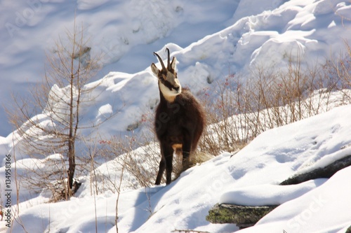 Chamois in the snow, Gran Paradiso National Park, Aosta Valley, Italy