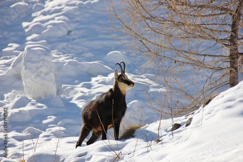 Chamois in the snow, Gran Paradiso National Park, Aosta Valley, Italy