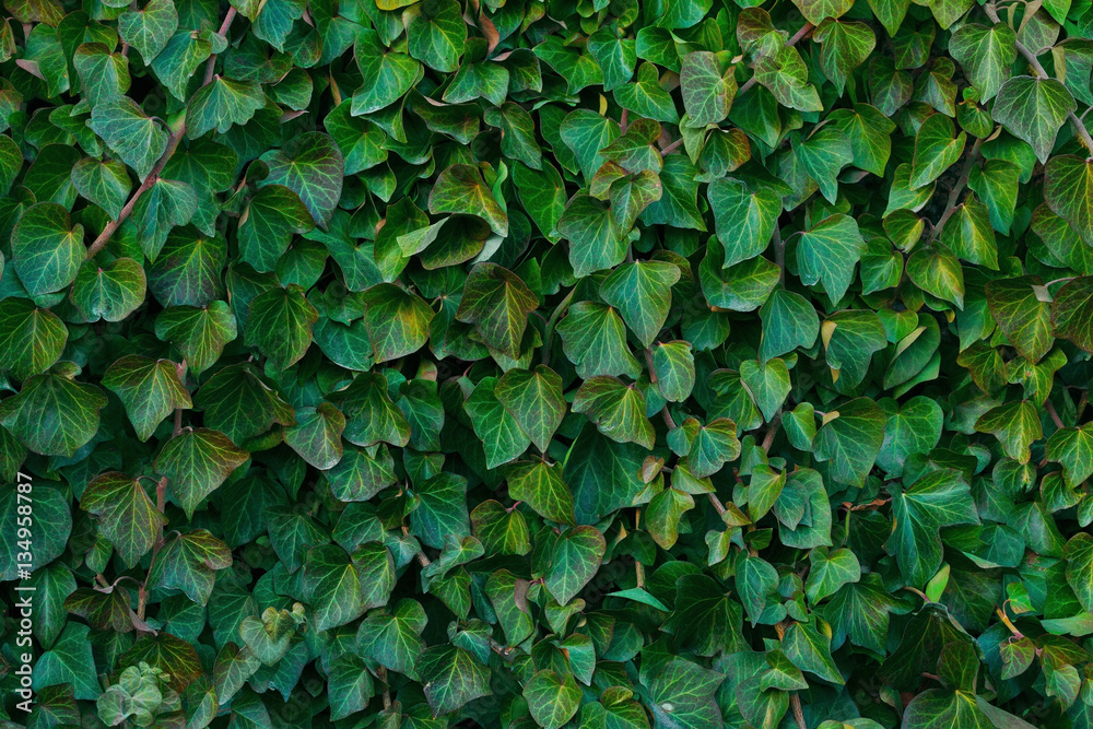 Ivy Leaves Vintage Wallpaper Green Purple Yellow White 26305 DRs