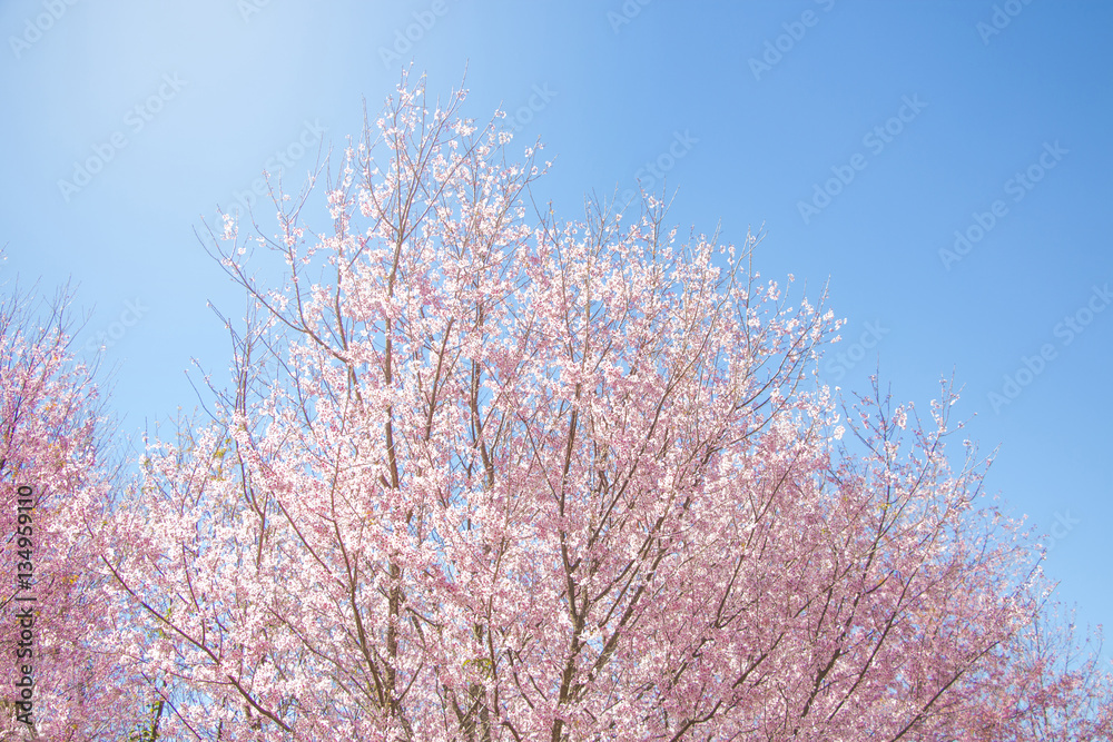 Pink and white wild Himalayan cherry blossoms (Prunus cerasoides) on their tree branches with blue sky background (soft focus)