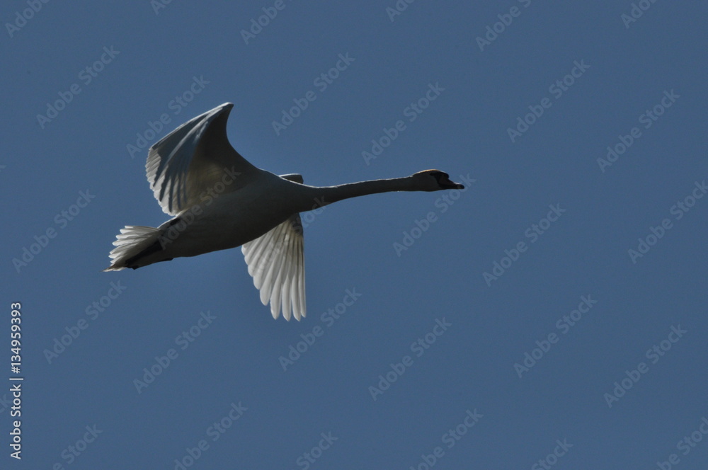 Obraz premium Mute Swan. Large white water bird. Taking off, flying bird