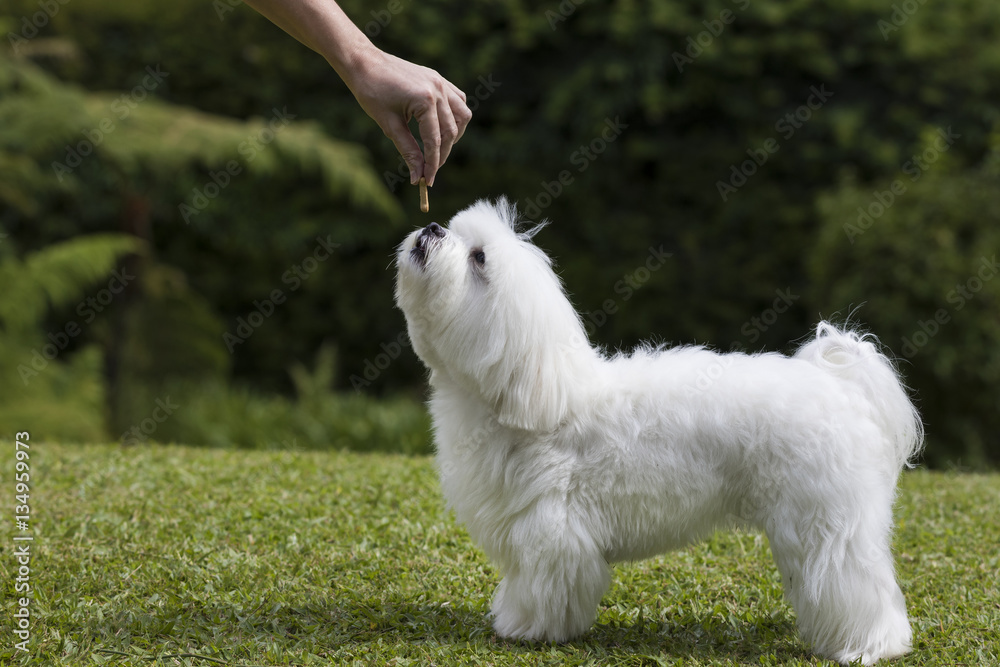 White Maltese dog getting a treat from his owner 