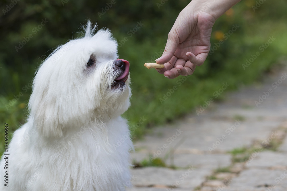 White Maltese dog getting a treat from his owner White Maltese dog getting a treat from his owner