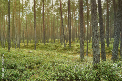 Pine forest in day