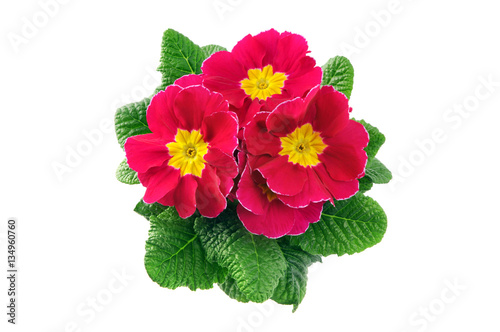 pink primula flower in flowerpot on white isolated background