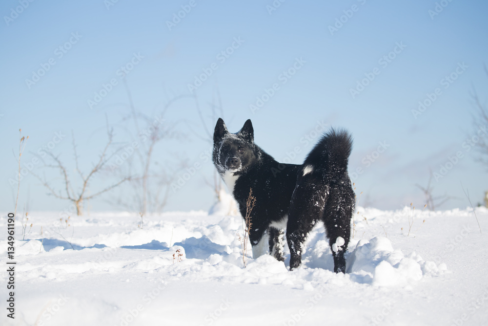 Russo-European Laika, winter Huskies Russo-European Laika, winter Huskies
