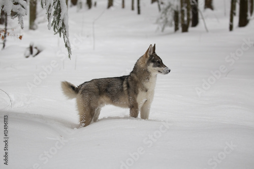 West Siberian Laika, Huskies © ihorhvozdetskiy