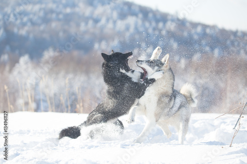 Fight dogs  Huskies