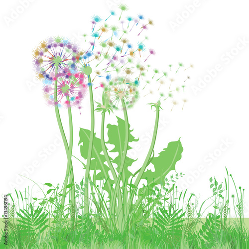 Pusteblumen auf der Wiese