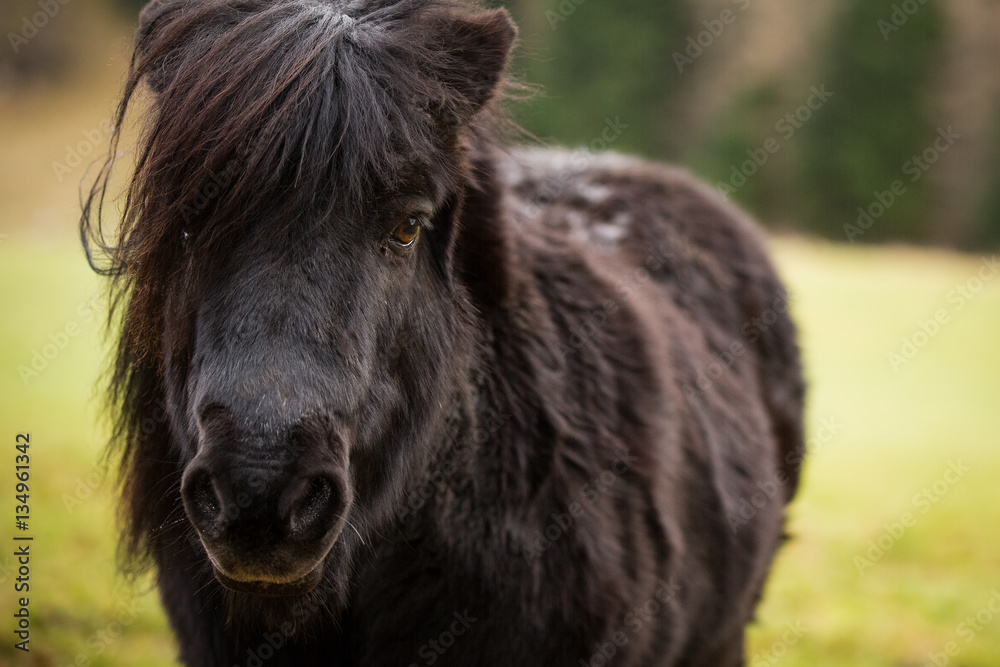 Shetland Pony, close up of head and shoulders, eye contact.