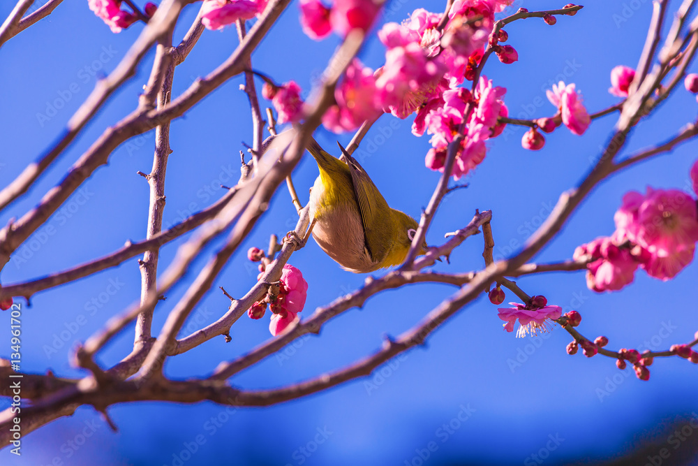 The Japanese White eye.The background is plum blossoms. Located in Kamakura, Kanagawa Prefecture Japan. The Japanese White eye.The background is plum blossoms. Located in Kamakura, Kanagawa Prefecture Japan.