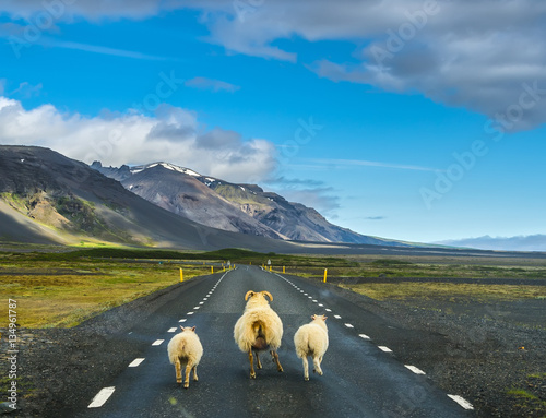 Flock of sheep running on the road in Iceland