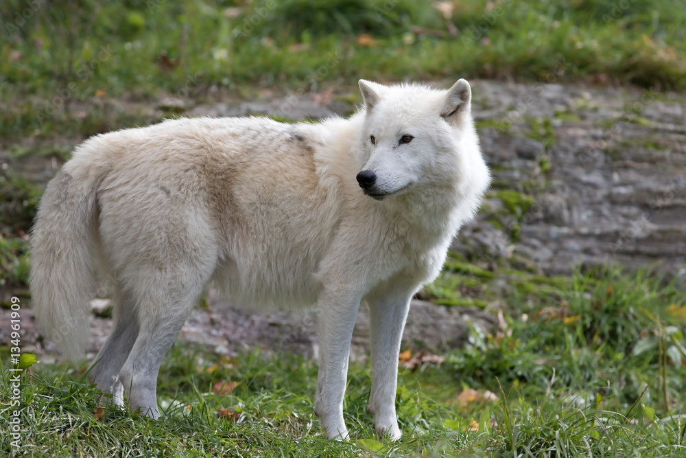 Naklejka premium Arctic wolf closeup in autumn in Canada