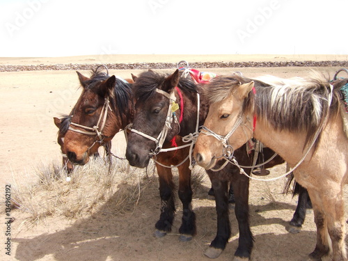 Three brothers' horses