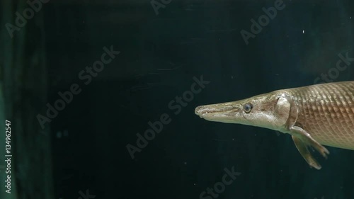 Alligator gar (Atractosteus spatula), the ray-finned euryhaline fish. photo