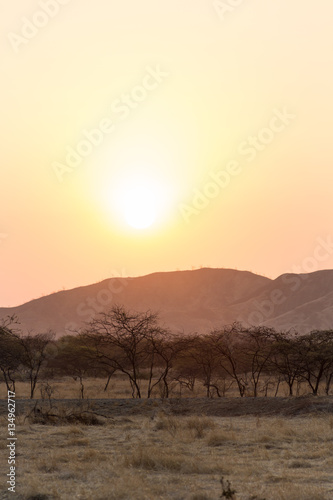 Dry forest in Peru