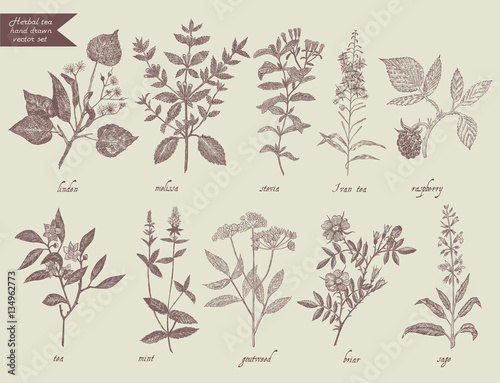 Tea herbs set. Hand drawn design.