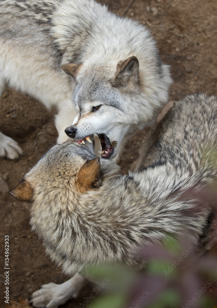 Naklejka premium Timber wolves or Grey Wolf (Canis lupus) playing on rocky cliff in autumn in Canada