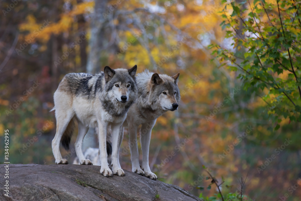 Timber wolves or Grey Wolf (Canis lupus) on rocky cliff in autumn in Canada