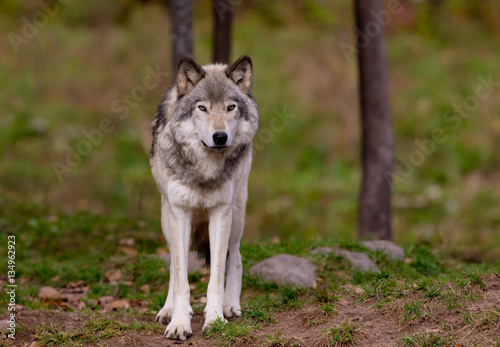 Timber wolf or Grey Wolf  Canis lupus  on rocky cliff in autumn in Canada