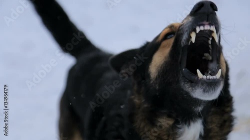 Barking enraged angry dog outdoors. The dog looks aggressive, dangerous . Furious dog. Angry and aggressive dog showing teeth on snow in winter.