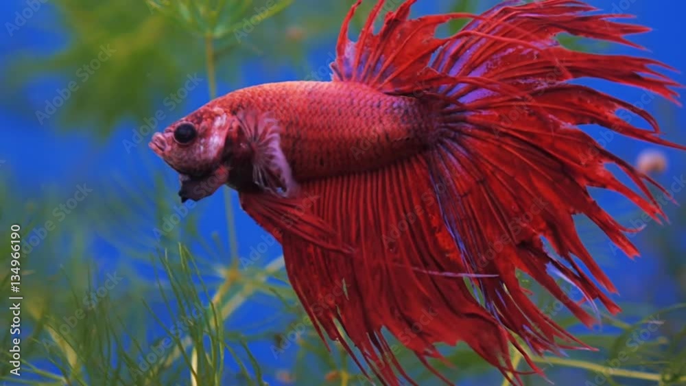 Colourful Thai Fighting fish or as Siamese Fighting fish Betta Splendens in blue water of aquarium