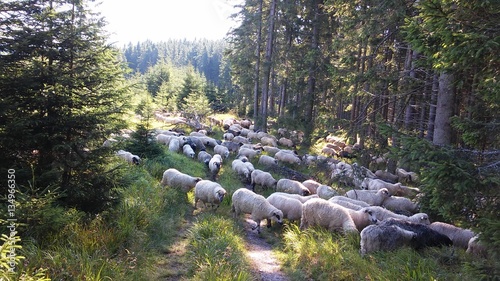 Transhumance