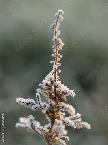frozen twig isolated on natural background © sasapanchenko