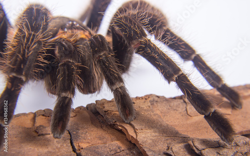 Closeup of mexican spider -tarantula (brachypelma albopilosum)