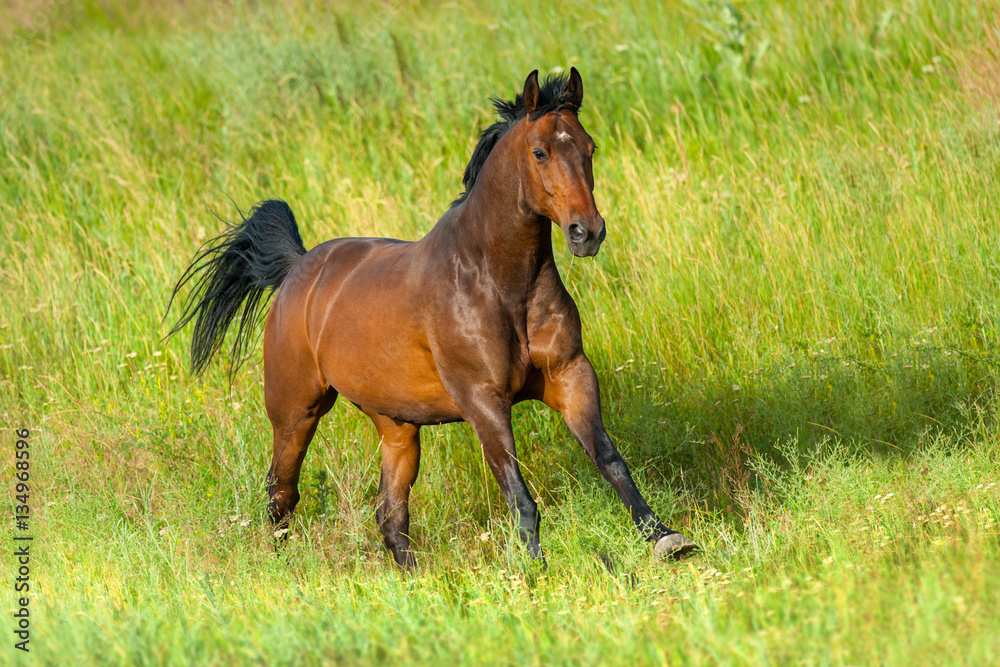 Bay stallion run gallop in green meadow Bay stallion run gallop in green meadow