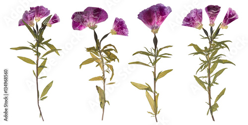 Fototapeta Naklejka Na Ścianę i Meble -  Set of dried and pressed flowers. Herbarium of purple flowers. Godetia flower isolated.