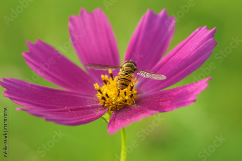 A bee collects nectar, turning its back on a bright pink flower cosmos, green blurred background © morelena