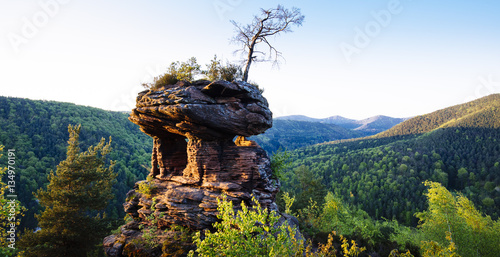 Einzelner Sandsteinfelsen mit trockener Kiefer im Pfälzer Wald/ Dahner Felsenland, Rheinland Pfalz, Deutschland