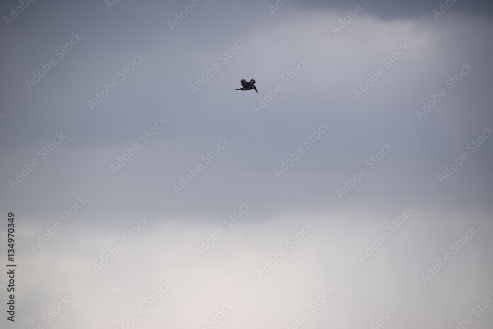 Fly High Fly High