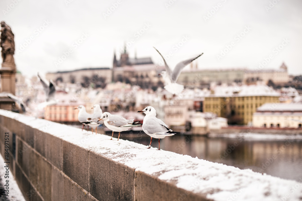 Naklejka premium Famous seagulls flying around Charles Bridge over Vltava river in winter in Prague.
