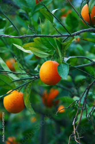 Orangenernte in Tunesien