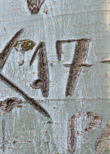 Numero 17 grabado en la corteza del tronco de un arbol