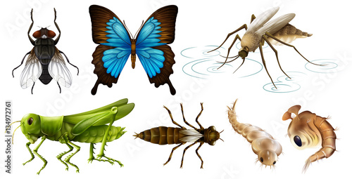 Different types of insects © blueringmedia