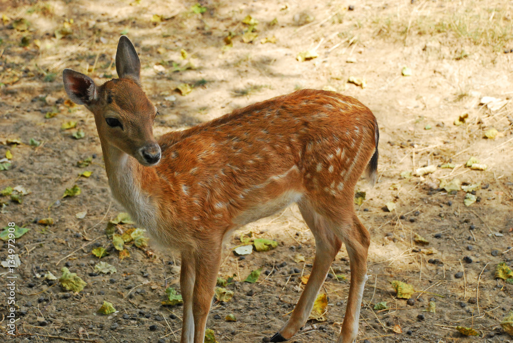 Fototapeta premium Cute fawn in a park in France View of a beautiful and cute fawn in an animal park in France.