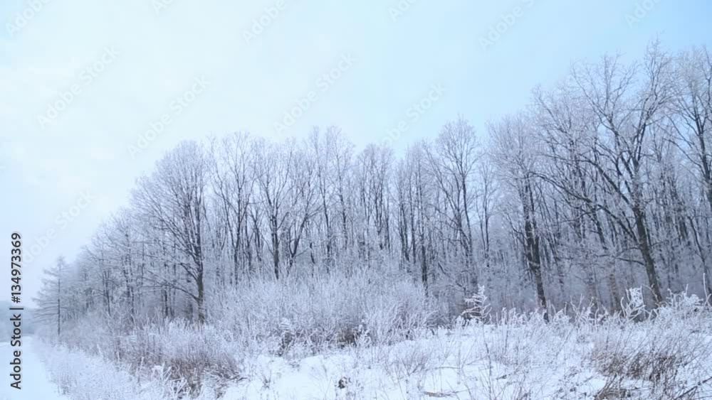 trees covered with snow trees covered with snow