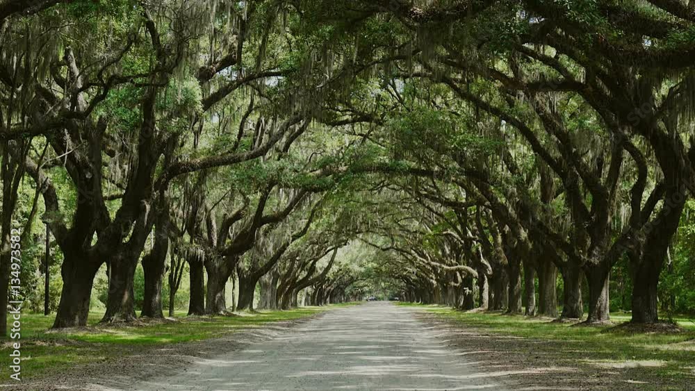 Live oak trees dripping with Spanish moss, the rural road leading to the Wormsloe Historic Site near Savannah, Chatham, Savannah, Georgia, USA, SEP 2016