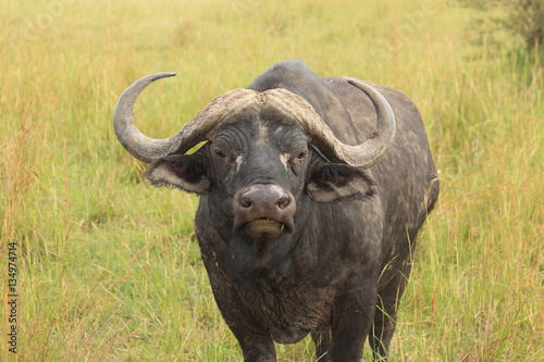 Buffalo in Kenya