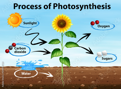Diagram showing process of photosynthesis
