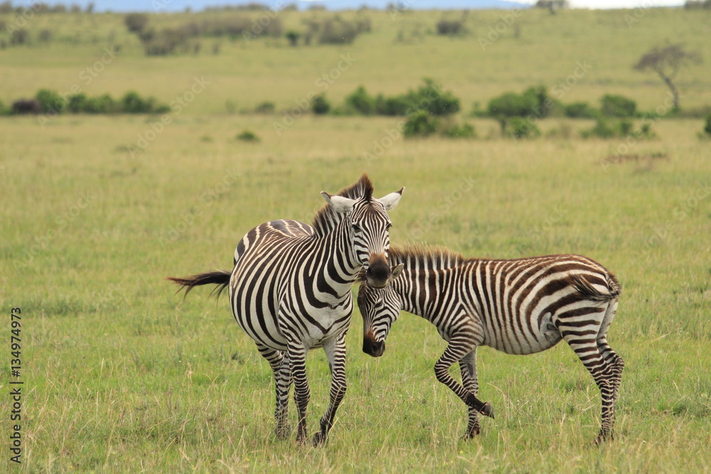 Fototapeta premium Two Zebras in Kenya