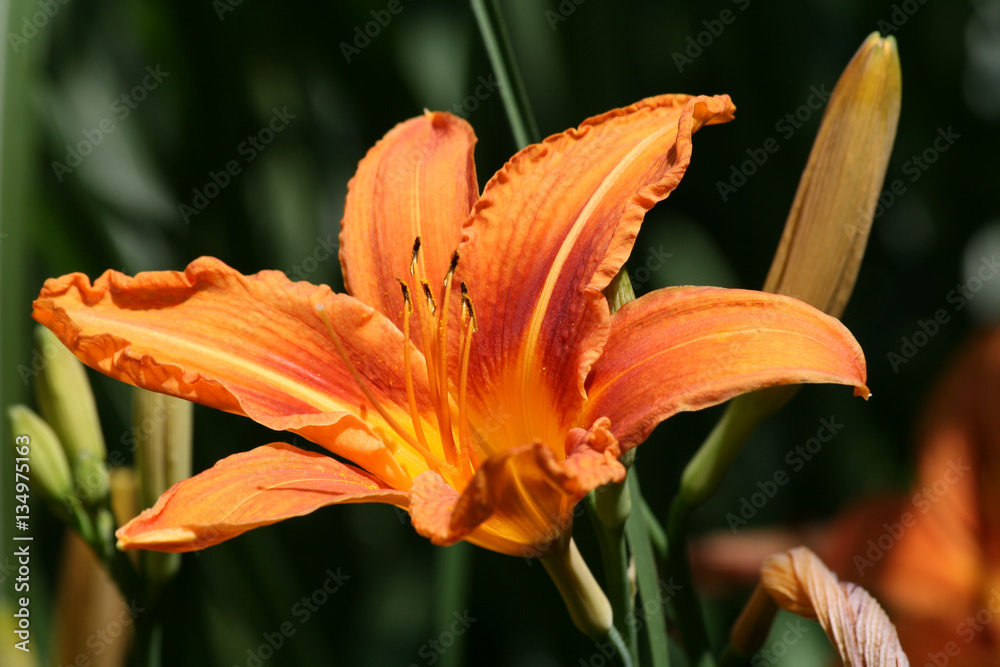 Obraz premium Taglilien