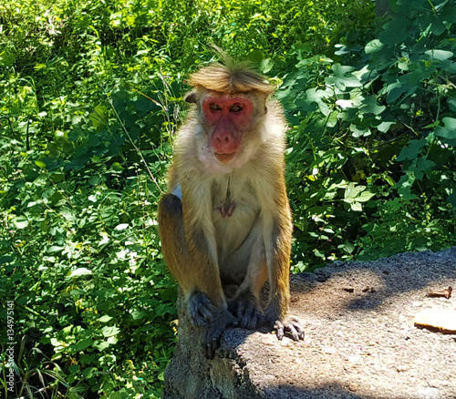 Monkey Sri Lanka Dambulla © Jakub