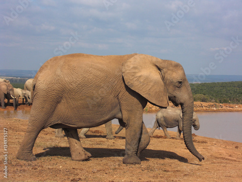 Elephants at the water pool